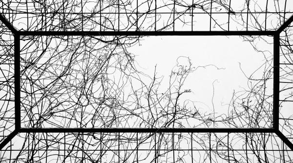 tanara de 29 de ani tinuta in cusca timp de 5 ani