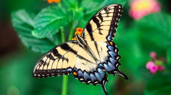 oamenii de stiinta au dezlegat misterul modului in care zboara fluturii