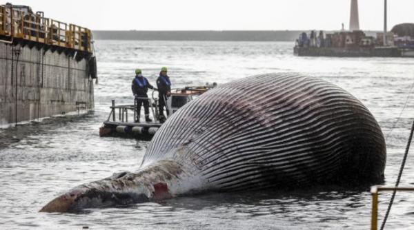 cadavrul unei balene de 70t in apele italiei operatiune indelungata pentru a l aduce la suprafata