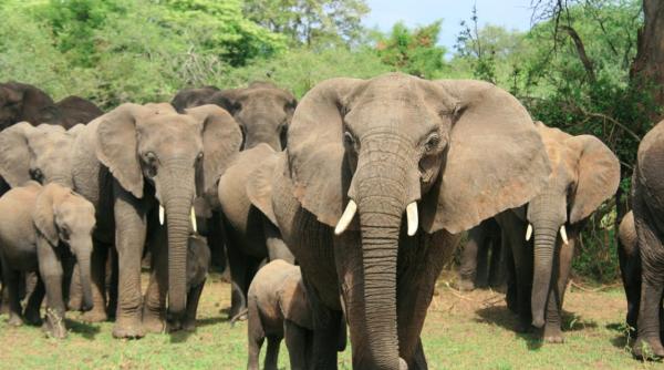 elefantii africani contorizati cu imagini din satelit si machine learning mici detalii invizibile cu ochiul liber