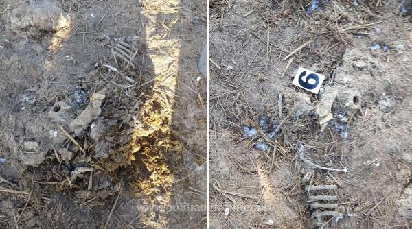 oile de pe nava scufundata in portul midia ingropate si nu incinerate politia de frontiera le a descoperit