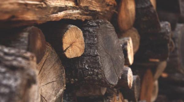 scrisoare deschisa adresata ministrului mediului nu doar lemnul ilegal reprezinta o problema pentru romania