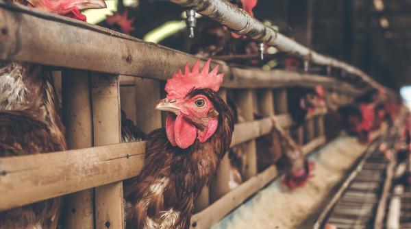 china a depistat un focar de covid 19 intr o importanta fabrica de procesare a carnii de pui