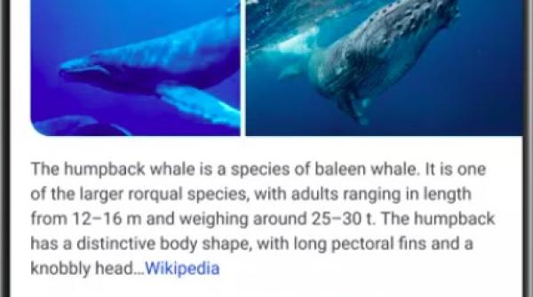 google schimba aplicatia search pentru mobil