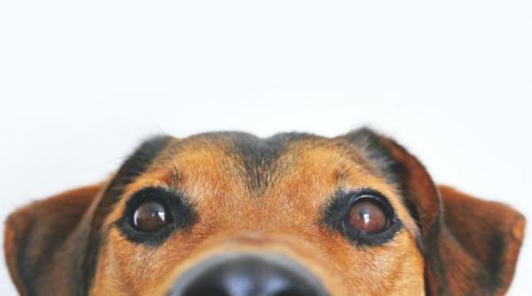 povestea unui catel pe nume boncuk a ajuns in presa internationala ii face pe toti fericiti