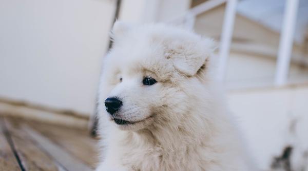 un caine a stat zile intregi in fata unui spital din turcia nu s a clintit din loc pana cand nu a fost externat stapanul sau