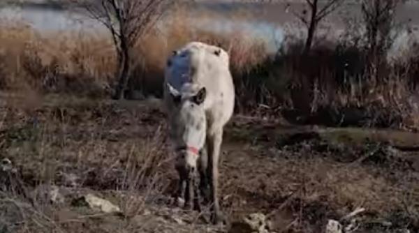 cai legati si batuti la techirghiol imagini terifiante