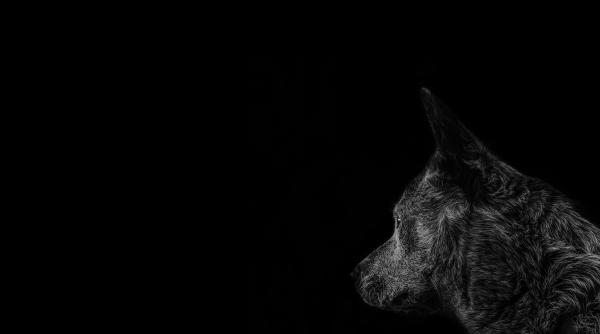 caine de talie mica atacat in plina strada de un pitbull marius marinescu arata vinovatii