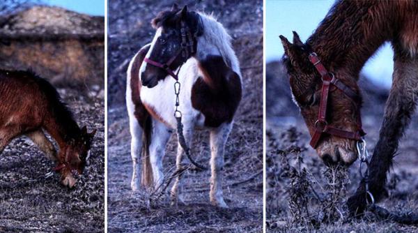 ce s a intamplat cu cei 35 de cai abandonati fara apa sau mancare in techirghiol