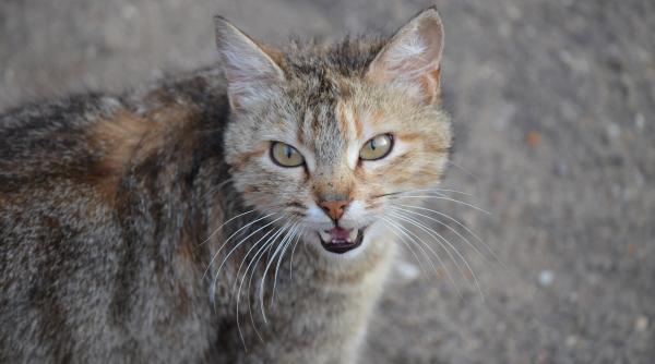 pisica salbatica camuflaj perfect in padurile romaniei o poti vedea foto in articol