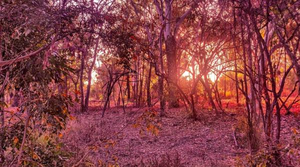 un barbat a supravietuit 18 zile intr o padure australiana mancand ciuperci si band apa de baraj