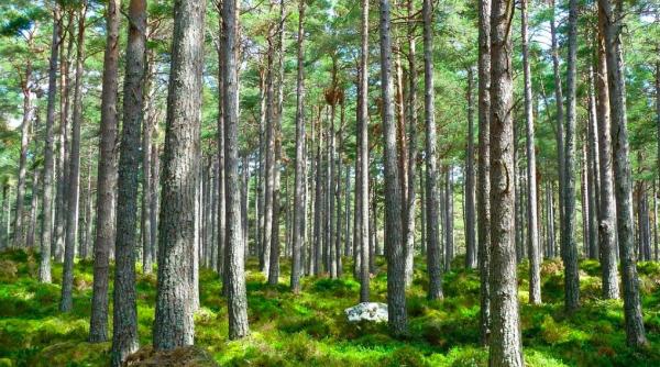 10 reguli de aur pentru plantarea copacilor arborii nu trebuie crescuti oriunde si in orice conditii