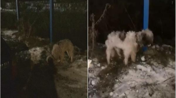 caine abandonat de trei zile a fost legat cu lantul de un stalp politia ar fi refuzat sa intervina video