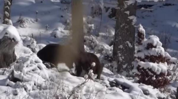 mistreti filmati luand pranzul in padure video