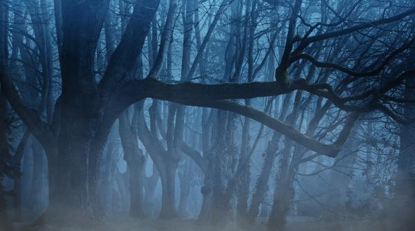 a fost descopeirt un arbore pietrificat cu o vechime de 20 de milioane de ani vezi unde