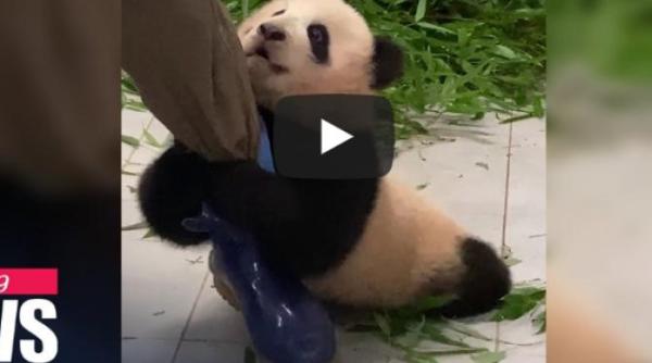 fu bao un pui de panda care se agata de piciorul ingrijitorului a devenit viral pe internet video