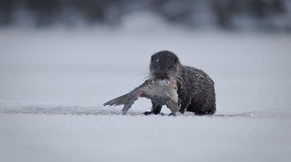 imagini spectaculoase cu o vidra jucausa in parcul national defileul jiului video