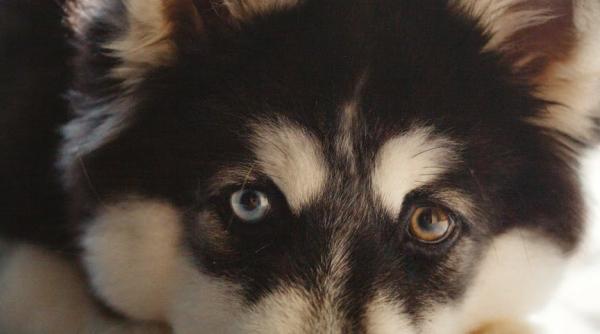 caine husky cu labutele amputate abandonat la gunoi atentie imagini cu un puternic impact emotional