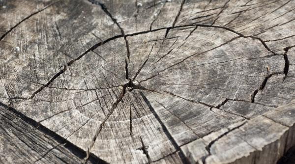 material lemnos de peste 140 000 de lei confiscat de organele de control in 2020 la botosani