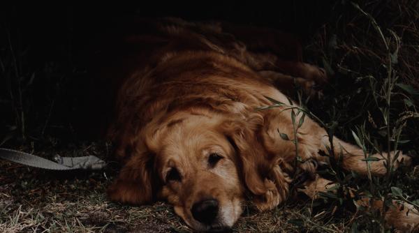 bebelus abandonat intr un prosop salvat de un caine