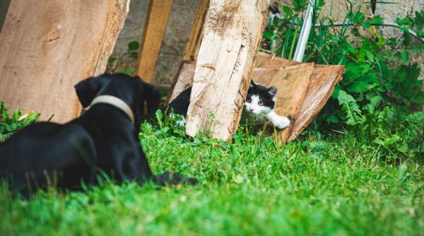 un caine reactie de milioane la intalnirea cu cinci pisici n a avut nicio sansa video face inconjurul lumii
