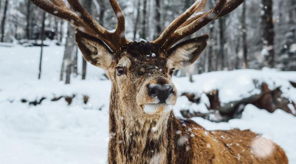 parcul national defileul jiului animale video