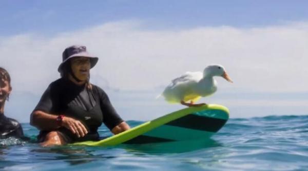 rata care face surf senzatie pe internet n ai mai vazut asa ceva imaginile au devenit virale video