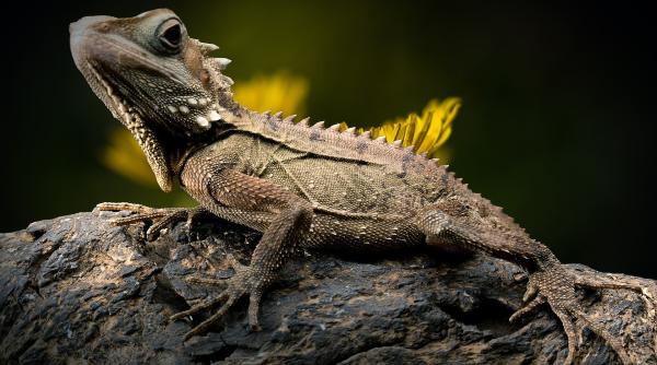 cea mai mica reptila din lume o poti tine pe varful degetului video