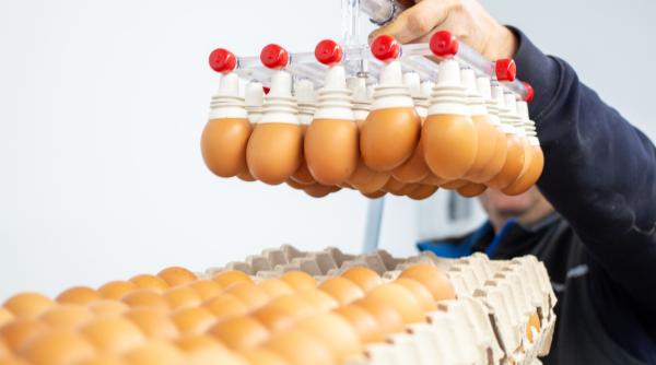 ansvsa controale in sectorul avicol ce nereguli au descoperit inspectorii