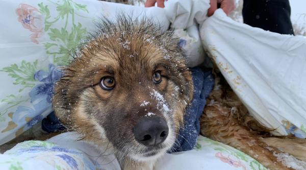 caine lovit de masina lasat sa zaca timp de o saptamana in zapada