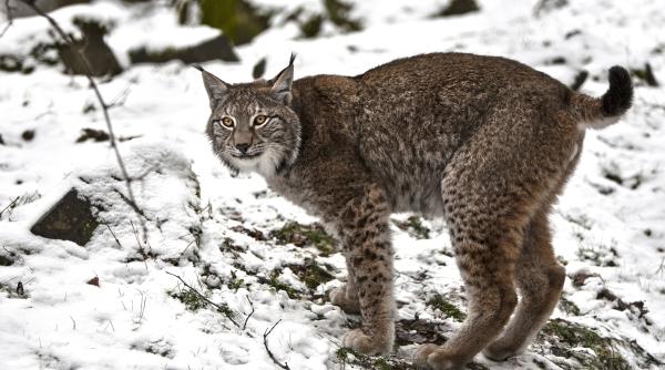 epopeea intalnirii cu rasul fotograf urmarit de felina in timp ce o cauta sa o fotografieze video