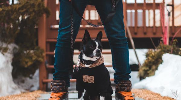 cainii dresati din germania pot sa detecteze covid 19 cu o precizie de peste 90prc