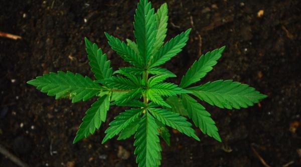 neurochirurgul vlad ciurea poveste de un minut despre canabis totul a plecat de la o doamna