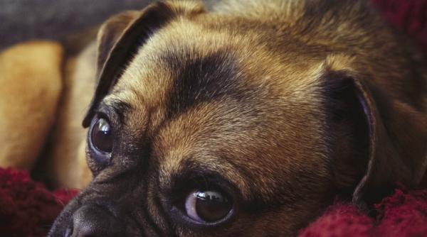 o mama a ramas fara maini dupa ce a fost muscata de cainele familiei inca nu stie a spus sora sa