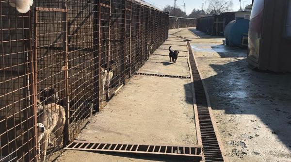 situatie alarmanta la adapostul odaii tudor ionescu mesaj pentru clotilde armand ingrijitorii au fost retrasi uitati va in ochii lor doamna primar