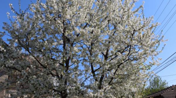 prognoza meteo 4 saptamani cum va fi vremea de 1 martie si ziua indragostitilor