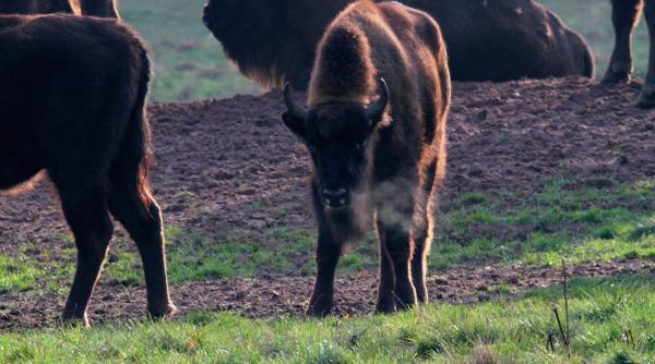 parcul natural vanatori neamt imagini spectaculoase cu un pui de zimbru care se joaca in noroi video