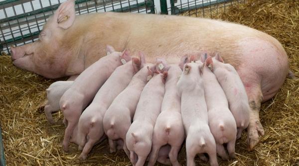 lovitura pentru romani cati porci pot creste in propriile gospodarii