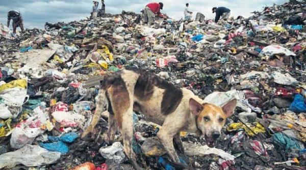 a e d e lovitura totala pentru cetateni morbiditate crescuta cu 50prc la locuitorii din zona gropii de gunoi glina din popesti leordeni berceni si zonele limitrofe