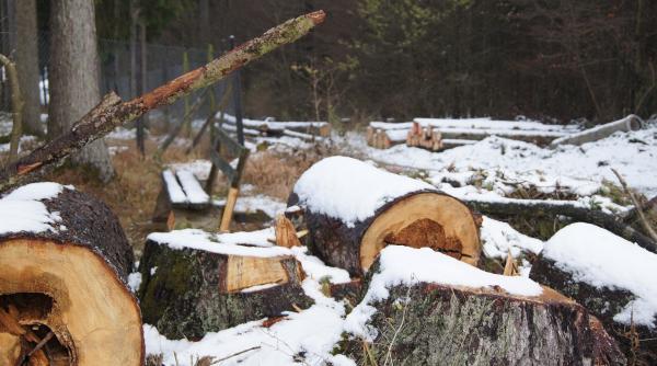 padurar luat la bataie intr o comuna din arges  agresorul  arestat pentru ultraj