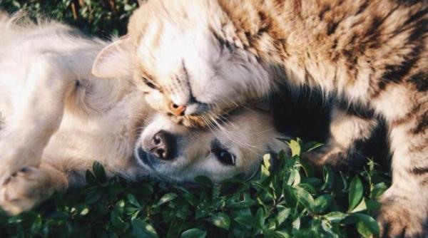teste covid 19 pentru caini si pisici