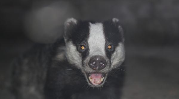 jandarmii din arges chemati de o femeie sa lupte cu un bursuc cine a triumfat