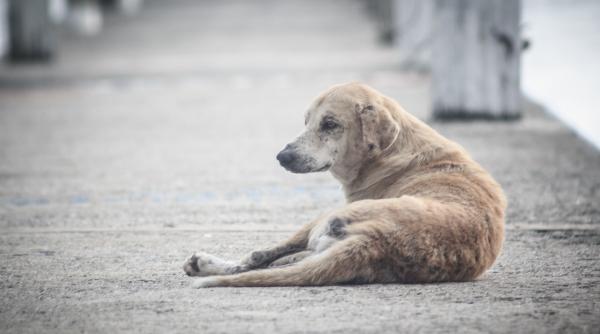 un moldovean si a legat cainele de masina si l a tarat pe drum plin de sang