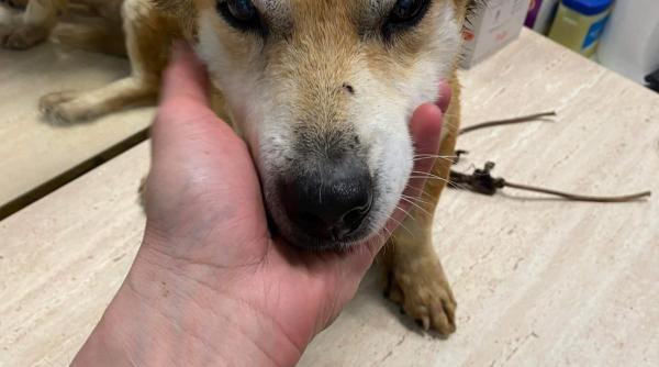 caine batran si bolnav abandonat pe un ger cumplit politistii din botosani l au gasit cu membrele posterioare aproape paralizate