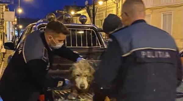 caini loviti abandonati in ger politistii au intervenit si le au salvat viata