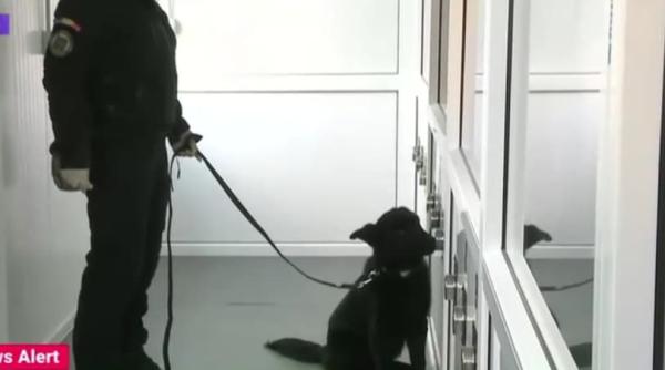 cainii politiei antrenati la sibiu sa detecteze persoanele infectate cu covid 19 video
