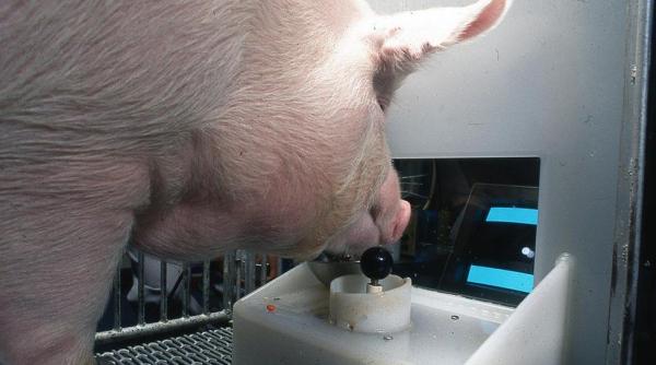 porcii se pot juca jocuri video  ce pot face cu ratul i a surprins pe cercetarori