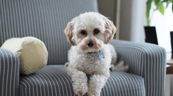 caini cu blana albastra imagini virale asa ceva nu ai mai vazut foto