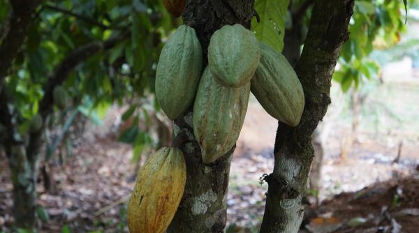 copii tinuti sclavi pe plantatii de cacao sapte mari producatori de ciocolata sunt acuzati