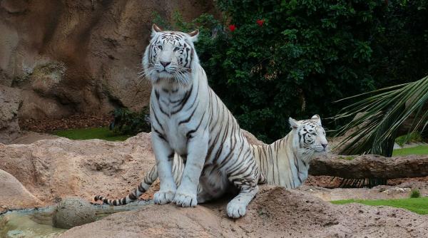 doi pui de tigru alb ar fi murit de covid 19 intr o gradina zoologica din pakistan